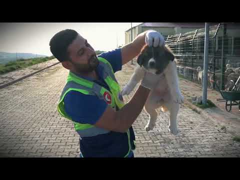 Video 2