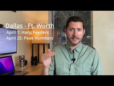 When to Hang Hummingbird Feeders in Texas (dates by city)