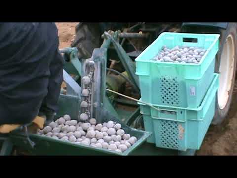 Zriegh tal-Patata Alpha (Growing Potato)