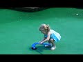 Little Girls Playing Putt Putt Mini Golf Little Girl Puts Golf Ball In Hole
