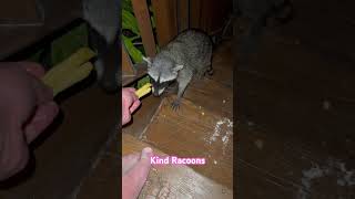 Racoons being friendly
