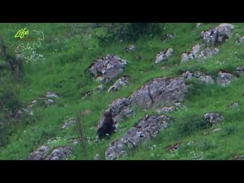Orso bruno, trailer del video Progetto LIFE Arctos