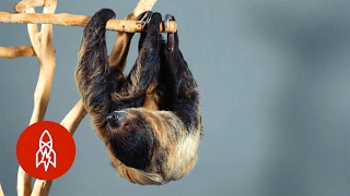 This Two-Toed Sloth Is an Excellent Swimmer