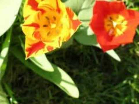 Hasan DURSUN-Canlar Canı