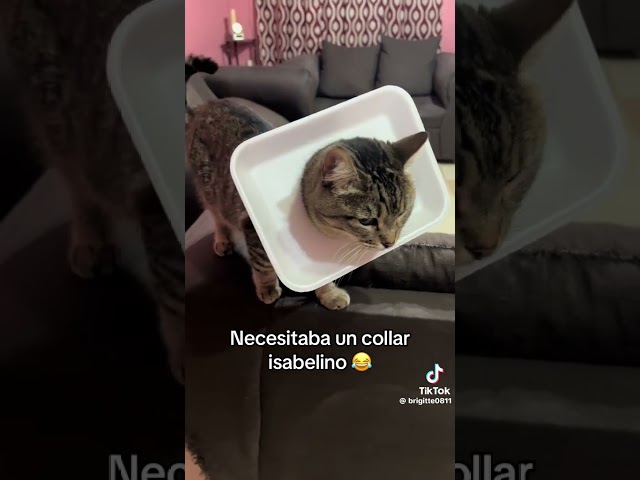 Vídeo relacionado con Collar isabelino Gatos, Collar de Recuperación para Gato, Resistente al Agua, contra mordeduras, Cono de Seguridad para curación de heridas, de Flor Azul, Estilo (M)