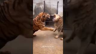 Download lagu harimau vs singa #shorts  #rajahutan #harimau mp3