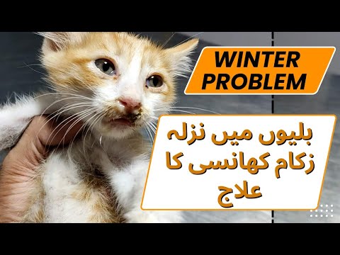 Cat Pneumonia || Reasons, Signs, and Treatment || Animalia Dot Pk
