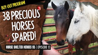 Horse Shelter Heroes S5E13 - 38 Precious Horses Spared!