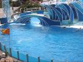 Sea World San Diego In 2 Minutes