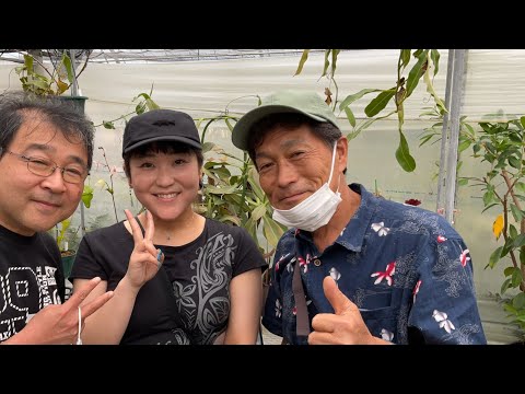 ピッチャープラント、サラセニア・プルプレア