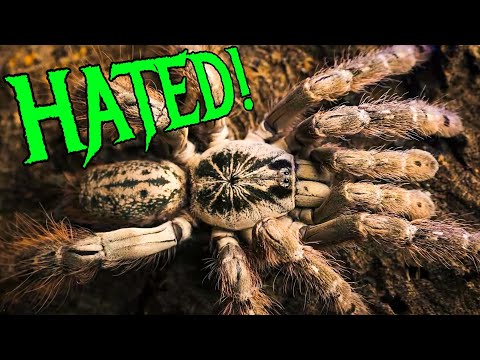 5 Tarantulas That Strike Fear Into Keepers