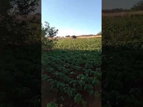 mas uma plantação de feijão fazenda barriguda/jaborandi/Bahia.