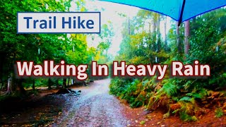 Walking In Heavy Rain Under Umbrella - English Forest Trails On A Wet Autumn Day