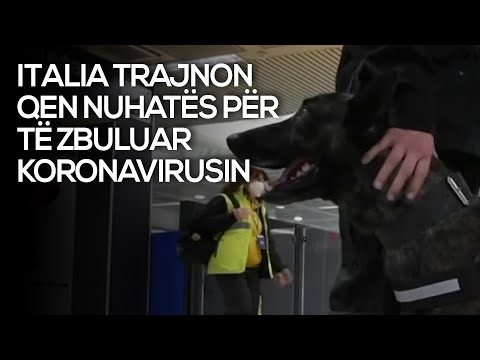 Italia trajnon qen nuhatës për të zbuluar njerëzit e infektuar me koronavirus - Klan Kosova