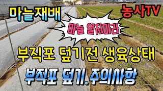 마늘재배, 마늘부직포 덮기는 시기와 주의사항, 부직포 덮기전 생육상태[농사TV]