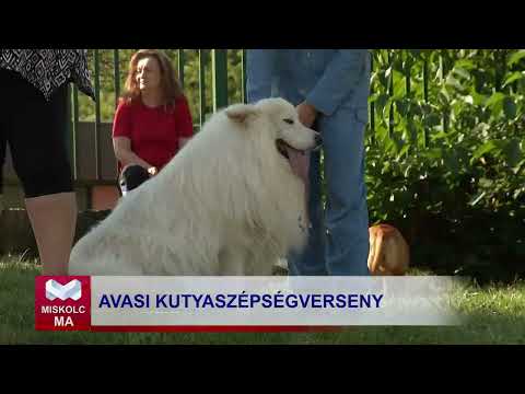 Videó előnézet