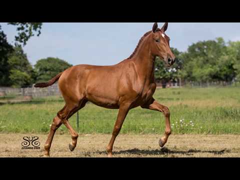 Dominica EAS - 2015 Champion Chestnut PRE Andalusian Filly