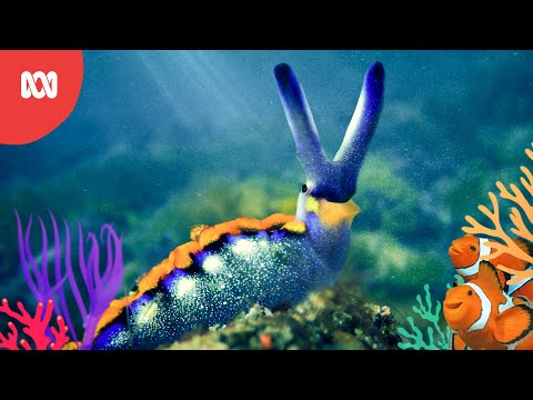 Adventurous Sea Slug | Reef School Stories | ABC Kids