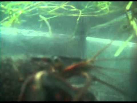 Louisiana crayfish in aquaruim