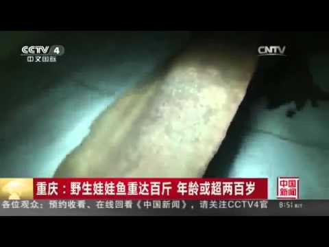 A giant 200 year old Salamander in Chinese cave