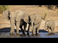 The Elephant Photo Slideshow