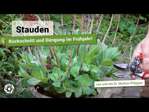 Perennials: Pruning and fertilizing in spring (Snail hen, autumn anemone)