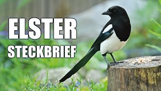 Elster - Artportrait (Aussehen, Ruf und mehr)