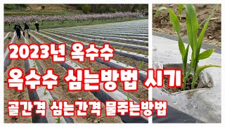 옥수수 심는시기 방법 골간격 포기간격 물주는 방법 행복한괴산신나는농부  [옥수수재배방법]