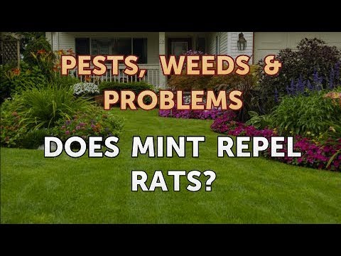 image-Do mice eat marigolds?