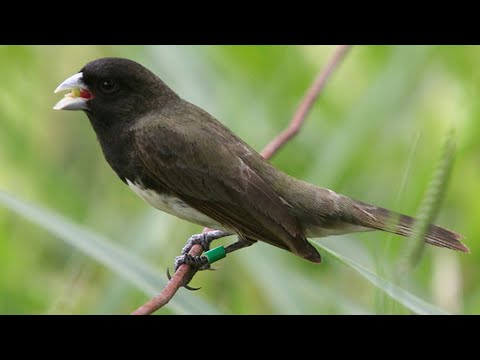 download lagu mp3 mp4 Baixar Canto De Papa Capim Tui Tui Puro, download lagu Baixar Canto De Papa Capim Tui Tui Puro gratis, unduh video klip Baixar Canto De Papa Capim Tui Tui Puro