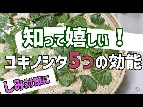 薬用植物としてのアンジェリカ: 応用と効果 ライフスタイル