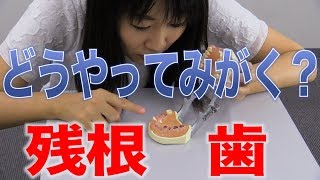 どうみがく？歯根部分だけ残った歯