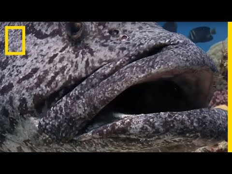 Le mérou goliath, un poisson de plus de 200kg