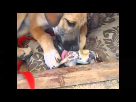 קליפ קטלני ביותר לטראנס ! דוי דוי ! *חזק ביותר*(חובה צפייה)