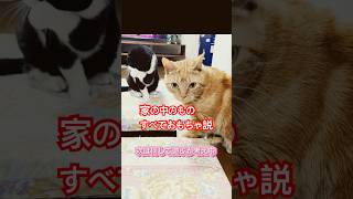 it's a cat.猫です！頭隠して丸見えです。#cat #cute #animals #funny #ねこのいる生活 #猫のいる暮らし #多頭飼い#茶トラ