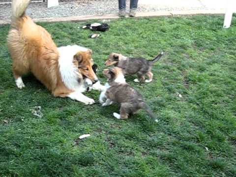 Rough Collie Puppies