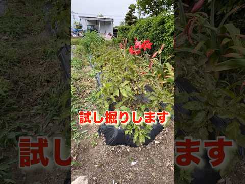 ジャガイモの準備: オプションの概要 植物