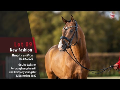 OnLive-Auktion 11. Dezember 2022 Lot 09 New Fashion Hengst v. Neverland WE - Cocky Man