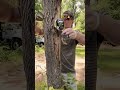 ASMR Giving A Tree A Massage Asmr