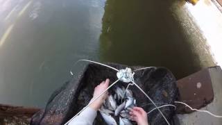 Insane Shad Snagging and Netting in Lake Erie