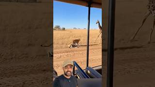 Girafa foi na Leoa 😱