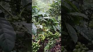 Download lagu kopi tempur || kopi robusta #kopitempur #desatempur #desawisata #wisatatempur mp3