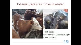 Cattle parasite control around housing - webinar