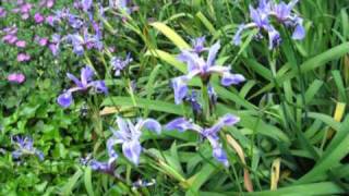 Duke Ellington. Lotus blossom