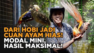 Download lagu Raising Ornamental Chickens at Home: Now I Have Dozens of Pheasants and Peacocks! Here Are the Tips mp3 Download lagu Raising Ornamental Chickens at Home: Now I Have Dozens of Pheasants and Peacocks! Here Are the Tips mp3