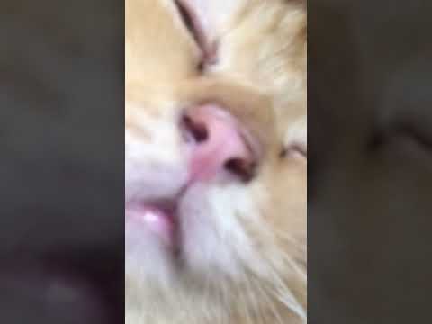 Dirty pink nose 🤧 #gingercat #cat #funny #cutecat
