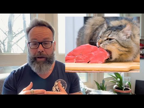 Can you feed your cat a vegan diet?