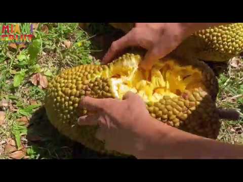 Chempejack grown in Florida! + How to harvest & where to buy seeds