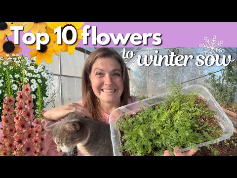 10 best flowers to Winter Sow + BONUS flowers (Beginner friendly!)