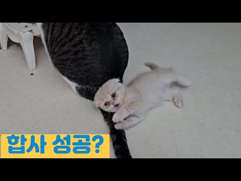 합사 성공후 본색드러내는 동생냥